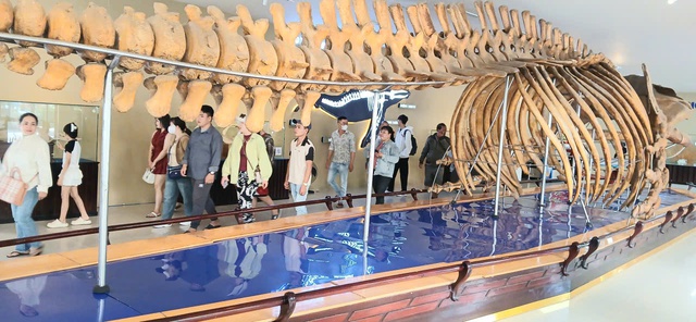Nườm nượp người đi xem bộ xương động vật quý hiếm khổng lồ ở Khánh Hòa- Ảnh 1.
