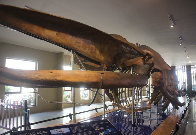 Nườm nượp người đi xem bộ xương động vật quý hiếm khổng lồ ở Khánh Hòa- Ảnh 2.