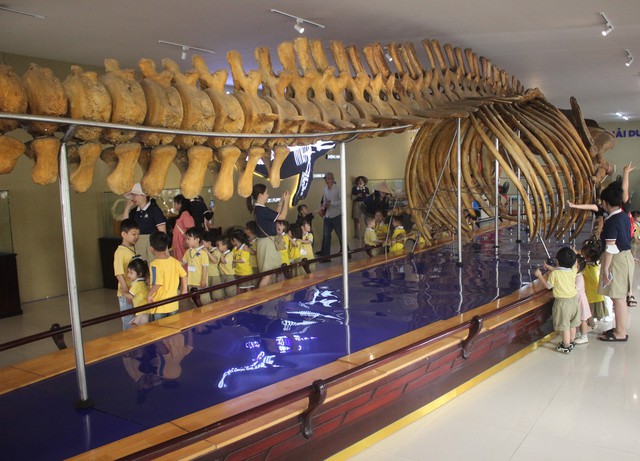 Nườm nượp người đi xem bộ xương động vật quý hiếm khổng lồ ở Khánh Hòa- Ảnh 4.