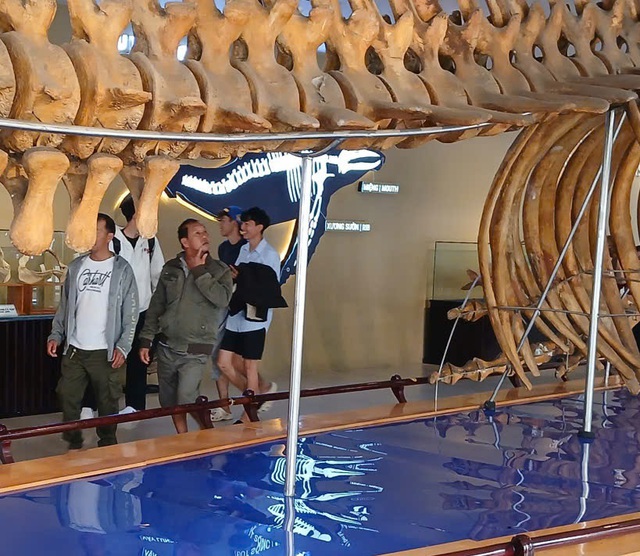 Nườm nượp người đi xem bộ xương động vật quý hiếm khổng lồ ở Khánh Hòa- Ảnh 5.