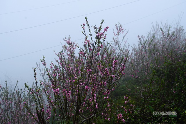 Cơ quan khí tượng thông tin chính thức về thời tiết Tết Nguyên đán 2026- Ảnh 1. Cơ quan khí tượng thông tin chính thức về thời tiết Tết Nguyên đán 2026- Ảnh 1.