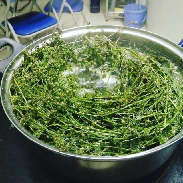 Ai không nên tắm lá mùi già ngày Tết- Ảnh 2.