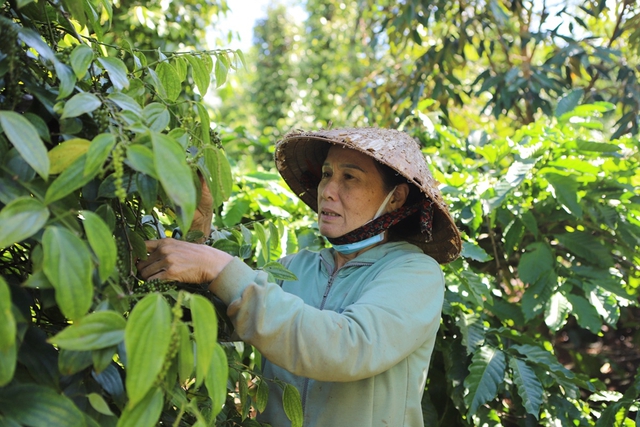 Nông sản được giá, nông dân Đắk Lắk ăn Tết lớn- Ảnh 1.