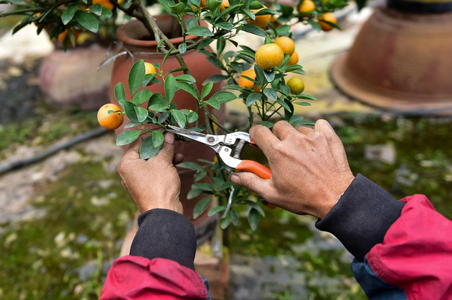 Những sai lầm trong cách chăm sóc khiến cây quất cảnh nhanh héo và rụng quả ngày Tết- Ảnh 1.