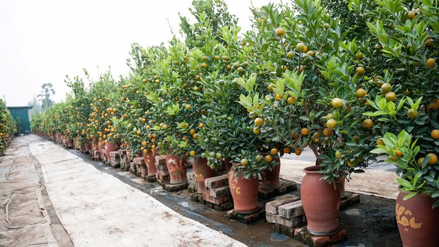 Cách chọn cây quất cảnh trưng Tết bền đẹp- Ảnh 2.