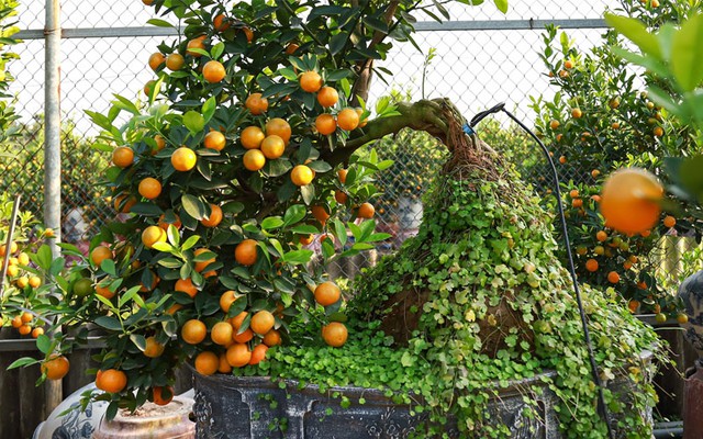 Những sai lầm trong cách chăm sóc khiến cây quất cảnh nhanh héo và rụng quả ngày Tết- Ảnh 2.