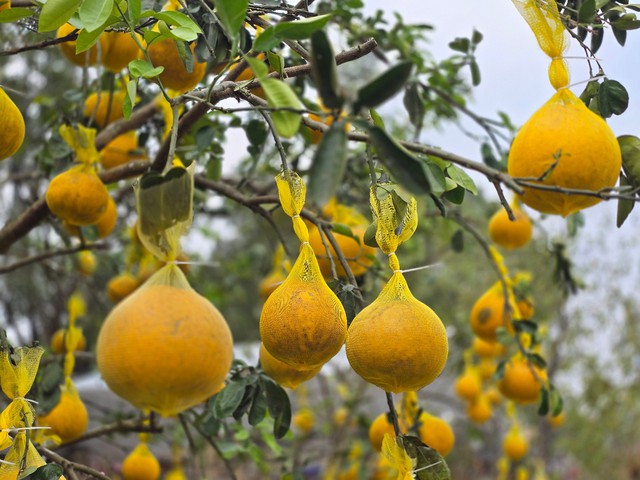 Hoa, cây cảnh tràn ngập trên các tuyến phố ở Thanh Hóa- Ảnh 3.