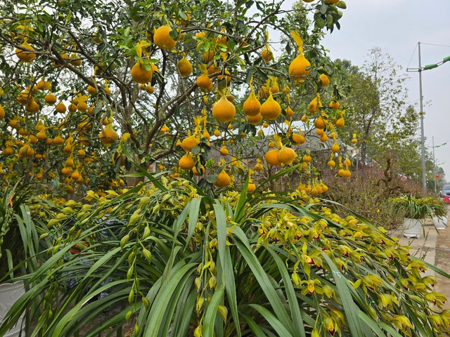 Hoa, cây cảnh tràn ngập trên các tuyến phố ở Thanh Hóa- Ảnh 5.