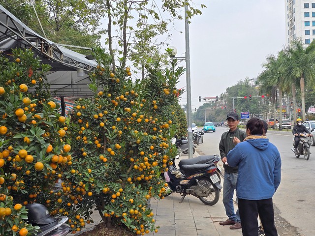 Hoa, cây cảnh tràn ngập trên các tuyến phố ở Thanh Hóa- Ảnh 4.