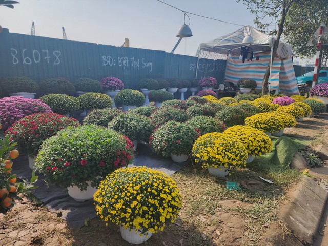 Hoa, cây cảnh tràn ngập trên các tuyến phố ở Thanh Hóa- Ảnh 7.