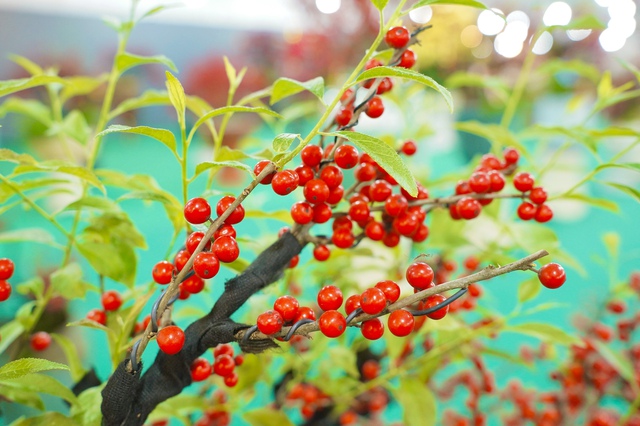 Tết Bính Ngọ: Đào đông nhập khẩu giá 'bỏng tay', người chơi tò mò- Ảnh 1.