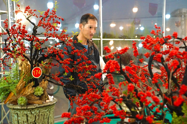 Tết Bính Ngọ: Đào đông nhập khẩu giá 'bỏng tay', người chơi tò mò- Ảnh 2.