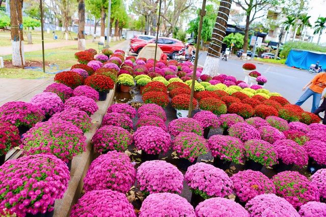 Hoa Tết 'xuống phố', Đắk Lắk ngập tràn sắc xuân- Ảnh 3.