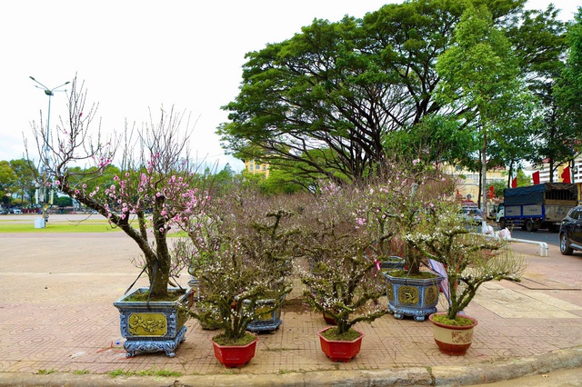 Hoa Tết 'xuống phố', Đắk Lắk ngập tràn sắc xuân- Ảnh 5.