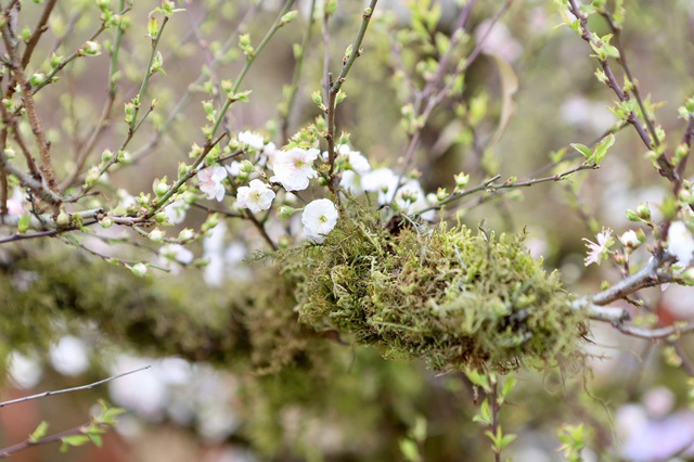 Hoa Tết 'xuống phố', Đắk Lắk ngập tràn sắc xuân- Ảnh 6.