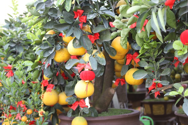 Hoa Tết 'xuống phố', Đắk Lắk ngập tràn sắc xuân- Ảnh 9.