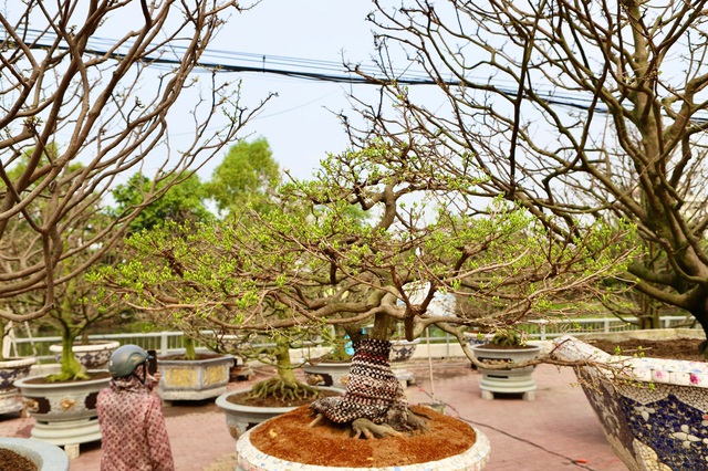 Cận cảnh cây mai được giới chơi hoa định giá hơn 650 triệu- Ảnh 3.