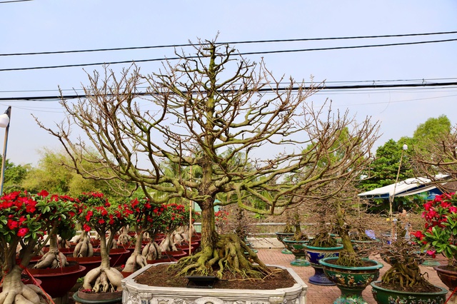 Cận cảnh cây mai được giới chơi hoa định giá hơn 650 triệu- Ảnh 4.