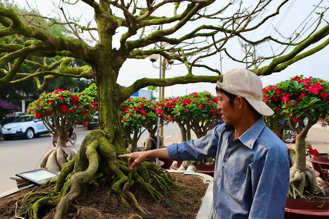 Cận cảnh cây mai được giới chơi hoa định giá hơn 650 triệu- Ảnh 5.