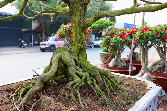 Cận cảnh cây mai được giới chơi hoa định giá hơn 650 triệu- Ảnh 6.