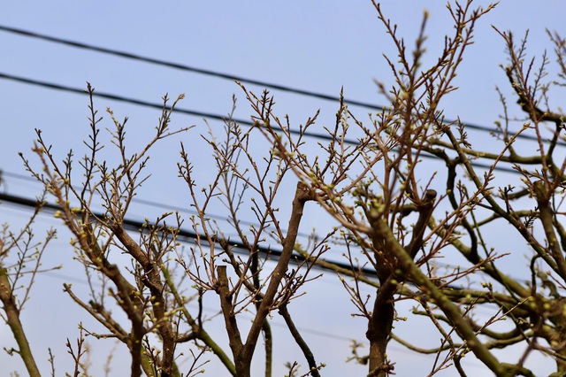 Cận cảnh cây mai được giới chơi hoa định giá hơn 650 triệu- Ảnh 7.