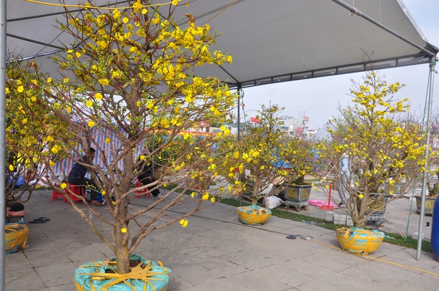 Sắc đào rừng, mai vàng nhuộm thắm Quảng trường Lam Sơn- Ảnh 7.