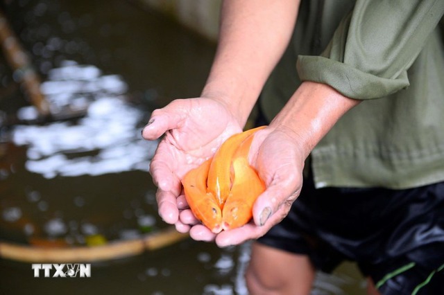 Vựa cá chép đỏ Tân Cổ bội thu dịp Tết ông Công, ông Táo- Ảnh 1.