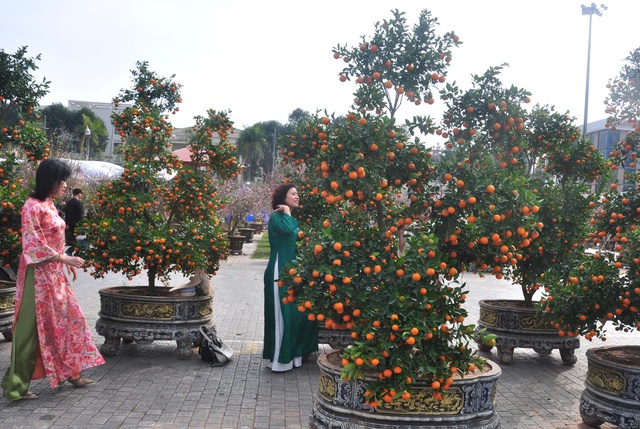 Sắc đào rừng, mai vàng nhuộm thắm Quảng trường Lam Sơn- Ảnh 3.