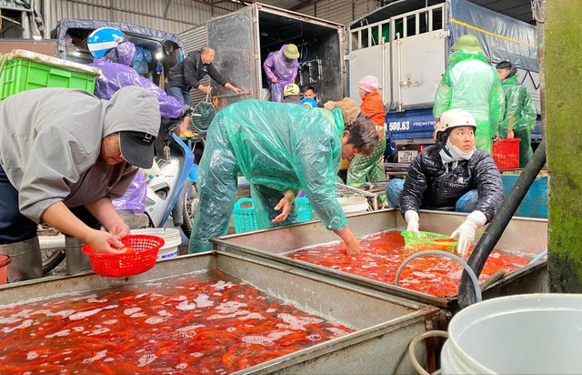 Loại cá chép nào được ưa chuộng trong lễ cúng ông Công, ông Táo?- Ảnh 1.