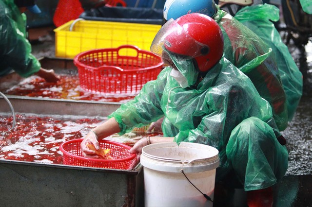 Loại cá chép nào được ưa chuộng trong lễ cúng ông Công, ông Táo?- Ảnh 3.