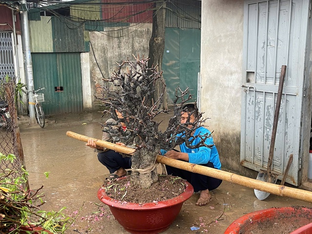 Hết Tết, đào đồng loạt 'lên sàn' thanh lý, nhà vườn tất bật thu mua- Ảnh 3. Hết Tết, đào đồng loạt 'lên sàn' thanh lý, nhà vườn tất bật thu mua- Ảnh 3.
