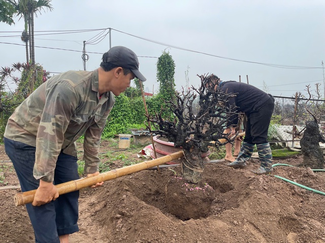 Hết Tết, đào đồng loạt 'lên sàn' thanh lý, nhà vườn tất bật thu mua- Ảnh 4. Hết Tết, đào đồng loạt 'lên sàn' thanh lý, nhà vườn tất bật thu mua- Ảnh 4.