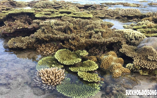 Đắm mình trong vẻ đẹp của Hang Rái- Ảnh 2. Đắm mình trong vẻ đẹp của Hang Rái- Ảnh 2.