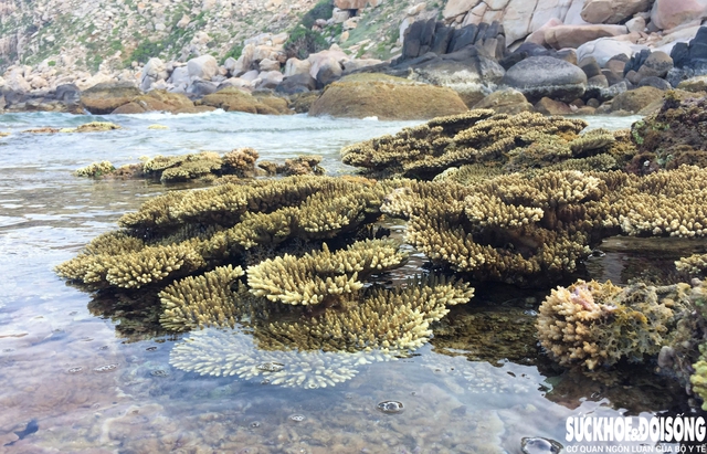 Đắm mình trong vẻ đẹp của Hang Rái- Ảnh 3. Đắm mình trong vẻ đẹp của Hang Rái- Ảnh 3.