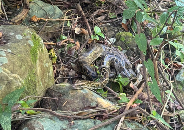 Cận cảnh nhiều động vật hoang dã quý hiếm về lại rừng già- Ảnh 2.