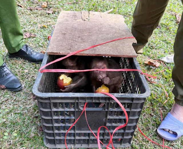 Đưa hàng loạt động vật quý hiếm trở lại rừng xanh- Ảnh 1.