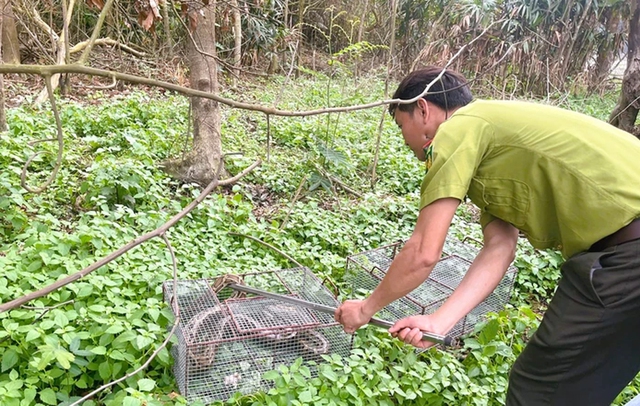 Đưa hàng loạt động vật quý hiếm trở lại rừng xanh- Ảnh 2.