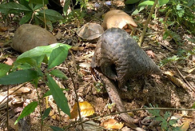 Thả nhiều động vật quý hiếm về đại ngàn Tây Nguyên- Ảnh 3.