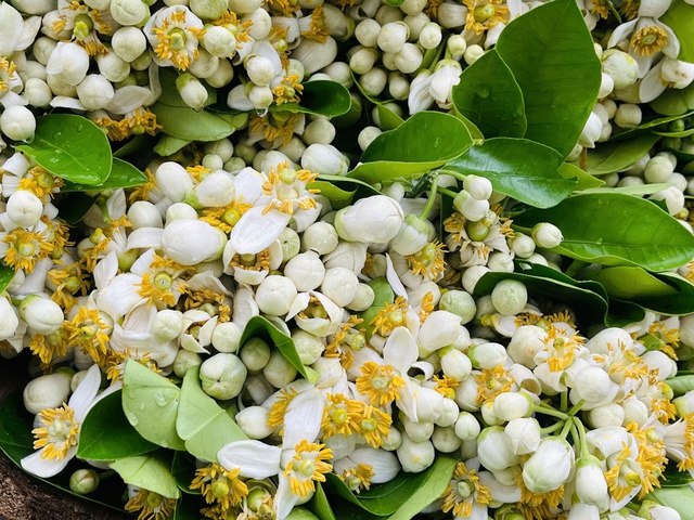 Hoa bưởi xuống phố ngày Rằm tháng Giêng- Ảnh 3.