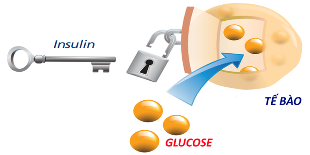 Đường huyết buổi sáng cao bất thường: Nguyên nhân và giải pháp- Ảnh 2. Đường huyết buổi sáng cao bất thường: Nguyên nhân và giải pháp- Ảnh 2.