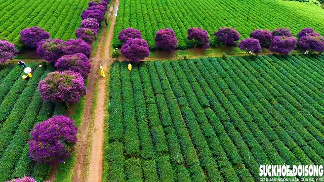 Mê mẩn sắc hoa mua tím biếc nở rộ trên đồi trà ở Lâm Đồng- Ảnh 8.