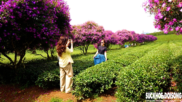 Mê mẩn sắc hoa mua tím biếc nở rộ trên đồi trà ở Lâm Đồng- Ảnh 6.