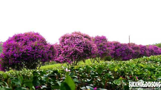 Mê mẩn sắc hoa mua tím biếc nở rộ trên đồi trà ở Lâm Đồng- Ảnh 4.