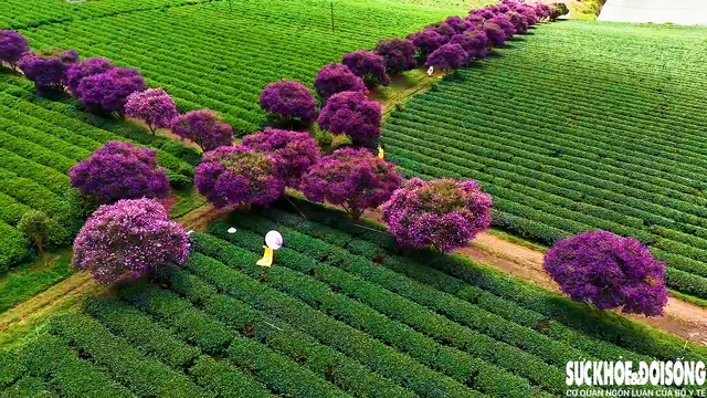 Mê mẩn sắc hoa mua tím biếc nở rộ trên đồi trà ở Lâm Đồng- Ảnh 1.
