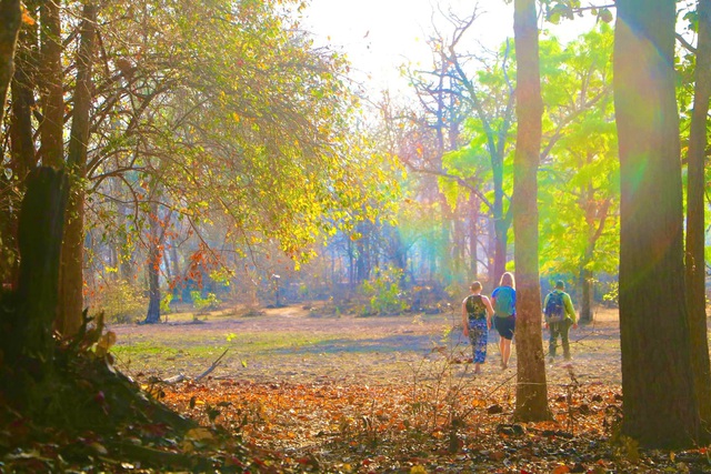 Đẹp ngỡ ngàng rừng khộp mùa thay lá- Ảnh 4.