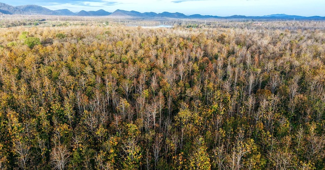 Đẹp ngỡ ngàng rừng khộp mùa thay lá- Ảnh 1.