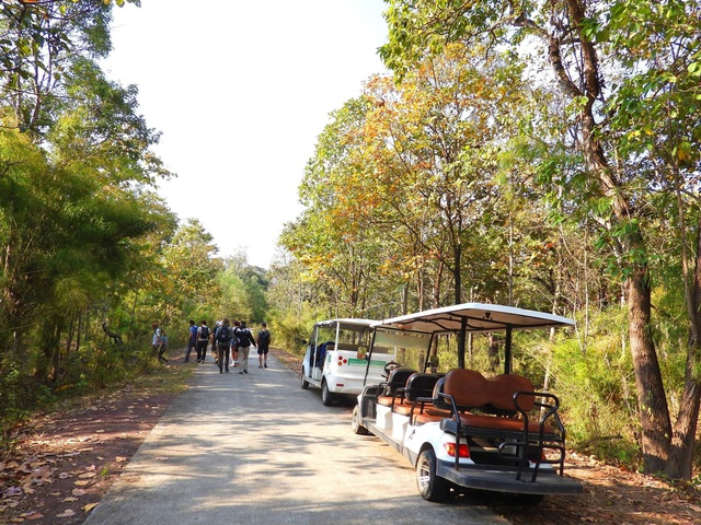 Đẹp ngỡ ngàng rừng khộp mùa thay lá- Ảnh 3.