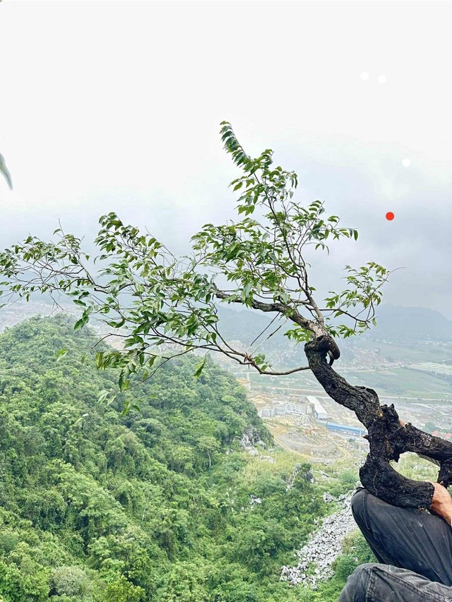 Cơn sốt cây Muội Hồng: Từ loài cây trên vách đá đến thú chơi ở bàn trà- Ảnh 1.