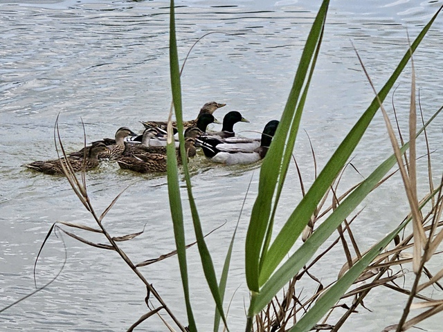 Từ 'sát thủ chim trời' thành người giữ hồn đầm phá Hạc Hải- Ảnh 7.