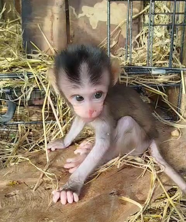 Sự hồi sinh của chú khỉ con có mẹ bị bắn chết khi nó mới 1 tháng tuổi- Ảnh 1.